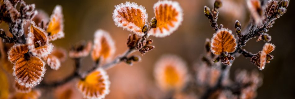 Close-up of frost-edged Nothofagus gunnii fagus leaves in copper and orange tones in Tasmania's alpine zone