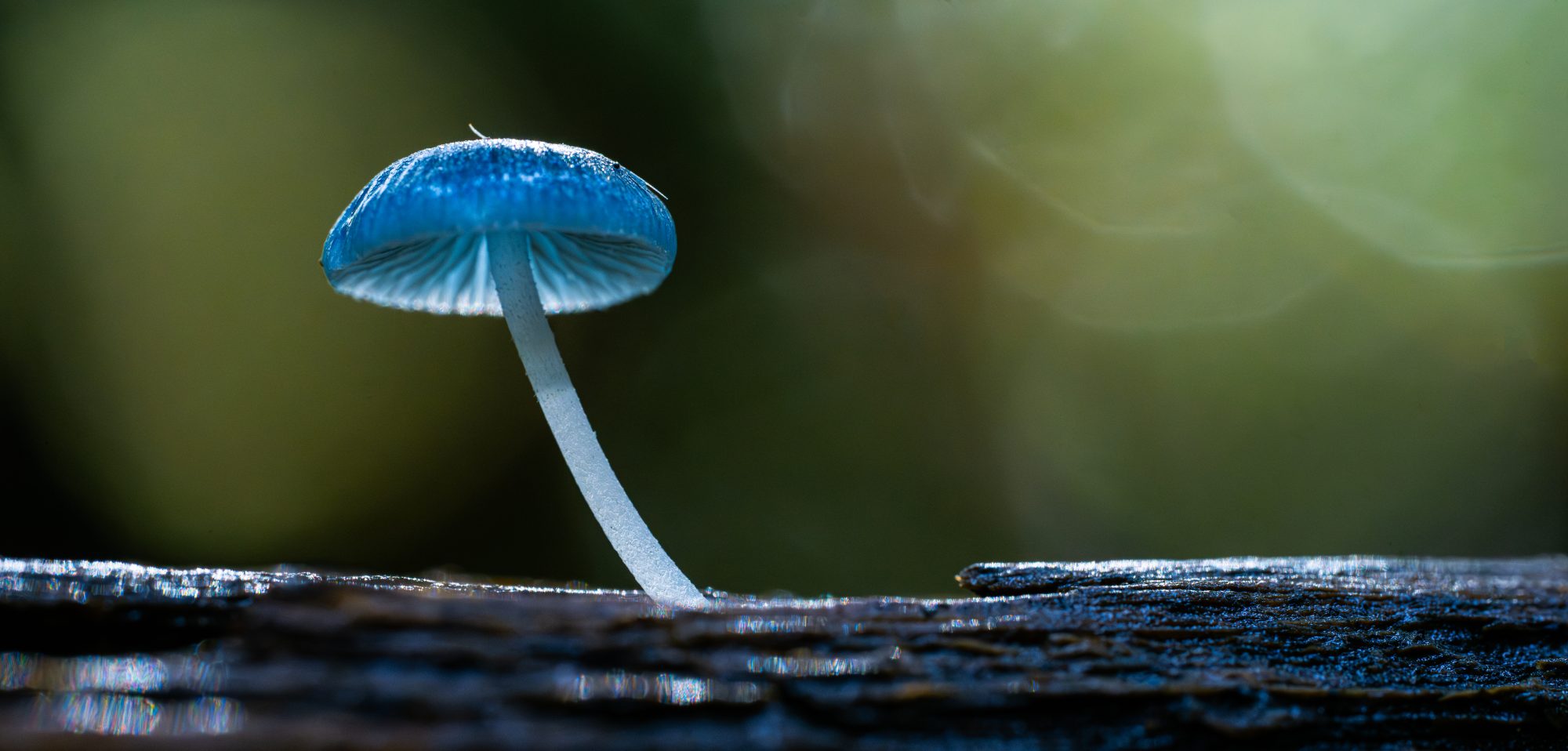 Delicate Mycena interrupta pixie's parasol fungi on a mossy log in Tasmanian rainforest