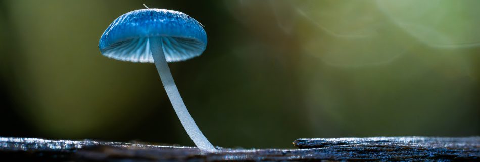 Delicate Mycena interrupta pixie's parasol fungi on a mossy log in Tasmanian rainforest