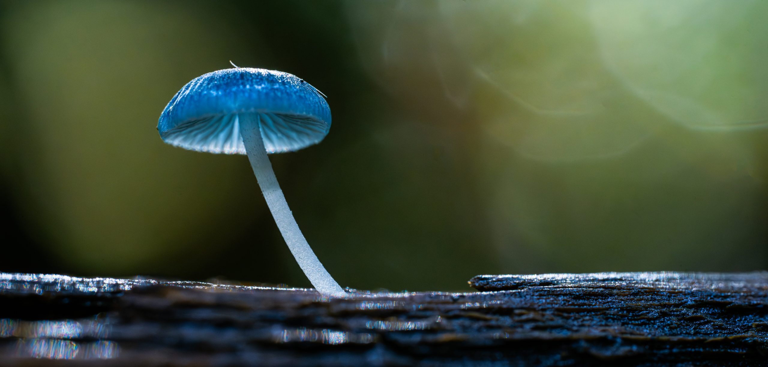 Fungi Season in Tasmania – What to Look For and Where to Find It