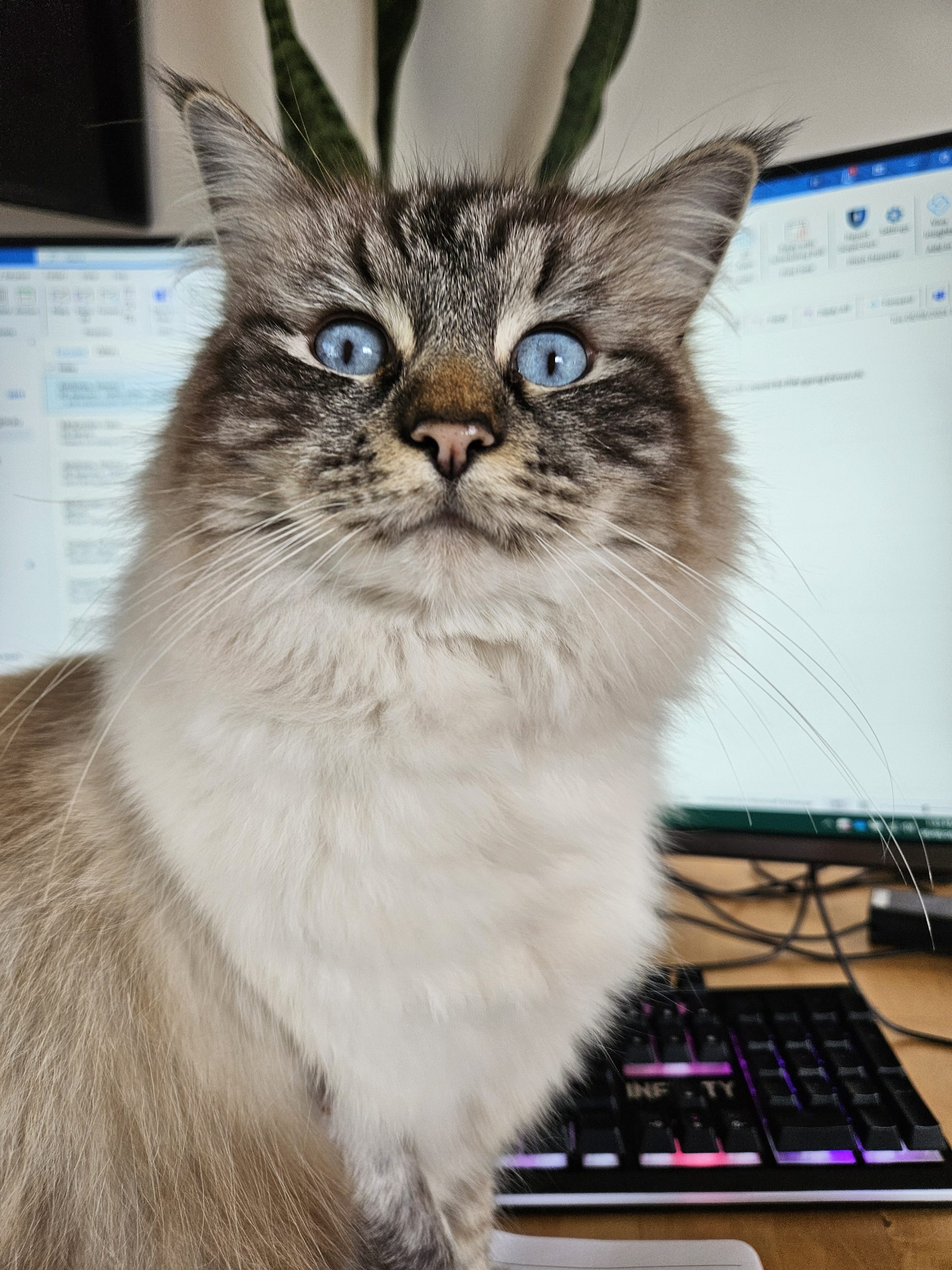 Even Susan the cat knows you should backup your data