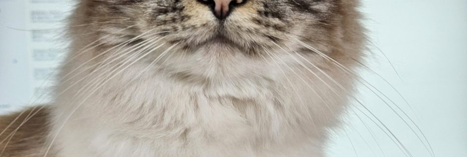 Even Susan the cat knows you should backup your data